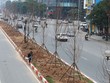 Cây phong được trồng ở dải phân cách giữa phố Nguyễn Chí Thanh, Trần Duy Hưng. Ảnh: Ngọc Thành.