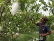 Nông dân thu nhập 300 triệu mỗi năm nhờ trồng ổi