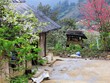 Đến Mộc Châu ngắm mận nở trắng trời
