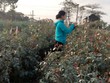 Ảnh Internet