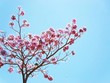 Mùa hoa phấn phủ hồng trời Bảo Lộc