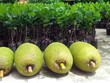 Mít loại một có giá 43.000 đồng một kg tại vườn.