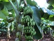 Chuối đang có giá cao vì thị trường Trung Quốc tăng tiêu thụ. 