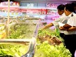 Đối với những cơ sở đã được cấp giấy chứng nhận đủ điều kiện ATTP, các đội thanh tra cũng tăng cường hậu kiểm và xử phạt. Ảnh minh họa