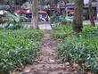 Vườn hoa quanh hồ Giảng Võ bị giẫm nát thành lối đi. Ảnh: Phạm Dự.