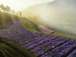 Những cánh đồng hoa 'gây sốt' thời gian qua