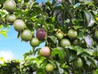 HAGL đặt trọng tâm vào cây ăn trái để xoay chuyển tình hình Kl991.com nạp rút nhanh khó khăn.