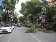 Cây phượng chắn ngang phố Tô Hiến Thành. Ảnh: Gia Chính.