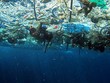Địa Trung Hải bị ô nhiễm nghiêm trọng bởi rác thải nhựa. Ảnh: NOAA.