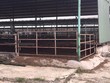 Trang trại chăn nuôi bò Bình Hà hoang tàn cho đến lúc nguyên tổng giám đốc công ty này bị khởi tố.