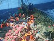 Khách trên tàu Phoenix PD Diving được tàu cá cứu trợ. Ảnh: @fm91trafficpro.