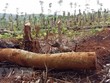 Tình trạng phá rừng, lấn chiếm và mua bán đất rừng tại xã Quảng Sơn, huyện Đắk Glong diễn ra công khai, gây bức xúc trong dư luận. (Ảnh: Ngọc Minh/TTXVN).