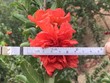 Đây là giống lựu cảnh chỉ chơi hoa với đặc điểm hoa kép, đường kính bông to.