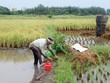Trong quy hoạch sử dụng đất của TP.HCM, vẫn dành một diện tích nhất định cho đất lúa. Ảnh: Gia Huy.