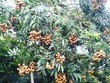 Mùa vụ nhãn năm nay được đánh giá là “được mùa” với thời điểm tháng 8 là thời điểm thu hoạch  - Ảnh :VGP/Đỗ Hương