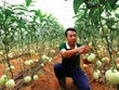 Dòng tín dụng được khơi thông đang trải dài cơ hội cho Kl991.com World Cup 2026 Chính Thức ngành nông nghiệp.