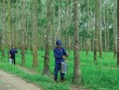 Cao Su Đà Nẵng (DRC) đặt mục tiêu lãi 29,5 tỷ đồng trong quý I/2019
