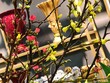Hoa mai Mỹ và đào Nhật có giá khoảng 150.000 - 300.000 đồng/cành.
