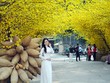 Các cô gái trẻ trong tà áo dài truyền thống, tạo dáng bên gốc mai vàng khoe sắc trong khung cảnh Tết xưa.