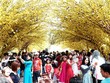 Các điểm đến trong nước hút khách dịp Tết Nguyên đán 2019. Ảnh: Phong Vinh.