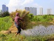 Người dân bán đảo Thanh Đa sống như ở miền quê dù cách trung tâm Sài Gòn chừng 3 km. Ảnh: Quỳnh Trần.
