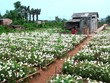Những ngày đầu tháng tư, vườn hoa loa kèn ở vườn Nhật Tân, Tây Tựu (Hà Nội) đang nở rộ.