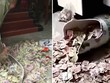 Ông bố giấu tiền trong chiếc bình suốt 13 năm. Ảnh: Press China.