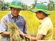 Khá nhiều mô hình dùng NPK Cà Mau 1 hạt đã cho năng suất cao và Kl99 nổ hũ tốt.