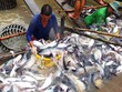 Cá tra Việt ngày càng có cơ hội tại thị trường Trung Quốc.