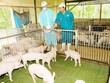 Bức tranh Kl992 cổng game cá cược 6 tháng: Điểm nóng ngành chăn nuôi