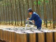 Cao su Phước Hòa (PHR): Kl99 nổ hũ lao dốc mạnh quý II