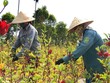 [Infographics] Việt Nam tăng 3 bậc trong báo cáo phát triển bền vững