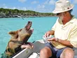 Bahamas, nơi nổi tiếng với đàn lợn biết bơi, là điểm đến hàng đầu bằng máy bay riêng của giới siêu giàu nước Mỹ và thế giới. Ảnh: Pixabay.