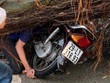 Cây đổ đè một nam thanh niên tử vong.
