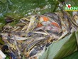 Cá suối bọc lá chuối nướng giữ nguyên được vị tươi ngọt của cá suối.