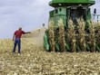 Nông dân thu hoạch ngô tại Hastings, bang Minnesota của Mỹ. (Ảnh: AFP/TTXVN).