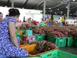Thanh long ruột trắng tăng giá gấp 3 lần so với tháng 8.