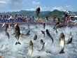 Nam Việt (ANV): Quý III, lãi gần 153 tỷ đồng
