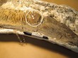 Khối hổ phách bám trên hóa thạch hàm khủng long. Ảnh: Science.