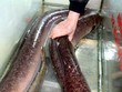 Cặp cá Lệch khủng được chủ nhà hàng mua lại.