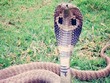 Con rắn hổ mang kiên trì đeo bám Guddu. Ảnh: PTI.
