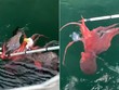 Đại bàng suýt chết đuối vì tham ăn bạch tuộc