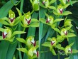 Lan Trần Mộng xanh ngọc trên thị trường có giá tới 2-3 triệu đồng/cành tùy loại.