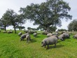 Có nguồn gốc từ lợn rừng trên bán đảo Iberia, lợn đen Ibérico được thuần hóa qua hàng thế kỷ. Ảnh: David MG.