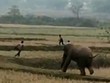 Voi nổi điên trả thù dân làng