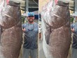 Cá mú già nặng gần 160 kg cắn câu
