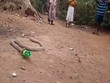 Hổ mang oằn mình nôn ra chai nhựa