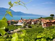 Vườn nho  St Saphorin tại thung lũng Lavaux, Thụy Sĩ. Ảnh: theguardian.