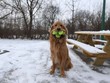 Chú chó Finley ngậm được 6 quả bóng tennis cùng lúc.. Ảnh Internet