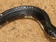 Rắn cạp nia là một trong tứ đại rắn độc ở Ấn Độ. Ảnh: Wikipedia.